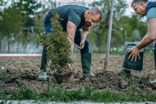 Trusted Defuniak Springs, FL Tree Service Experts